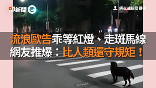 流浪歐告乖等紅燈、走斑馬線　 網友推爆：比人類還守規矩！