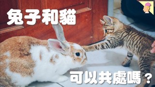 【侑敏頻道】兔兔可以跟其他寵物和平共處嗎？