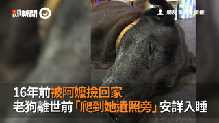 16年前被阿嬤撿回家 老狗離世前「爬到她遺照旁」安詳入睡