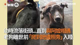 幼時流落街頭...直到與阿嬤相遇  老狗離世前「爬到她遺照旁」入睡