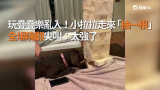 玩疊疊樂亂入！小拉拉走來「抽一根」　全場嗨翻尖叫：太強了