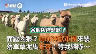 面露凶狠？萌萌神獸軍團來襲　落單草泥馬狂奔：等我歸隊～