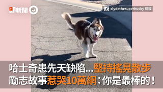 哈士奇患先天缺陷...堅持搖晃散步　勵志故事惹哭10萬網：你是最棒的！