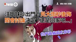 汪姐妹吵出門！見大雨秒後悔 開會討論決定「還是回家吧...」