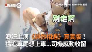 浪汪上演《與你相遇》真實版！　猛追車尾想上車...司機感動收留
