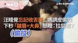 汪睡覺忘記收舌頭...媽調皮偷捏  下秒「皺眉+大鼻」怒瞪：拉屁啦？