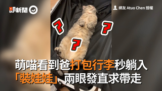 萌喵看到爸打包行李秒躺入　「裝娃娃」兩眼發直求帶走