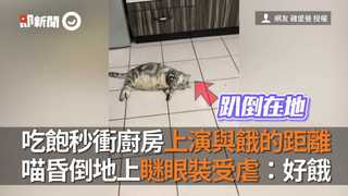 吃飽秒衝廚房上演與餓的距離　喵昏倒地上瞇眼裝受虐：好餓
