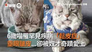 6歲喵罹罕見疾病「鬆皮症」 垂眼皺皮...卻被奴才奇蹟愛上