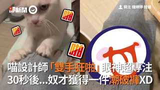 喵設計師「雙手狂啪」眼神專注　30秒後...奴才獲得一件潮破褲XD
