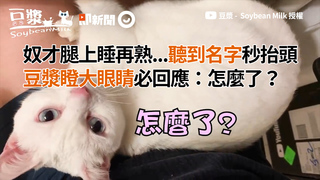 奴才腿上睡再熟...聽到名字秒抬頭　豆漿瞪大眼睛必回應：怎麼了？