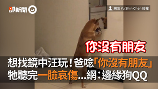 想找鏡中汪玩！爸唸「你沒有朋友」　牠聽完一臉哀傷...網：邊緣狗QQ