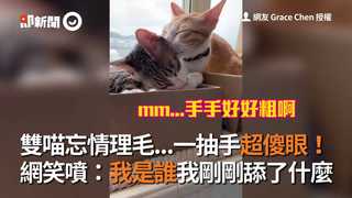 雙喵忘情理毛...一抽手超傻眼！　網笑噴：我是誰我剛剛舔了什麼