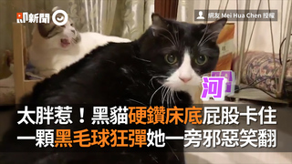 太胖惹！黑貓硬鑽床底屁股卡住　一顆黑毛球狂彈她一旁邪惡笑翻