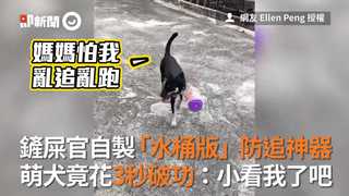 鏟屎官自製「水桶版」防追神器　萌犬竟花3秒破功：小看我了吧