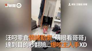 汪叼零食情緒勒索「萌眼看哥哥」　達到目的秒翻臉...爆咬主人手XD