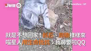 就是不想回家！抓石、爬樹樣樣來  喵星人用生命抵抗：我鼻要啦QQ