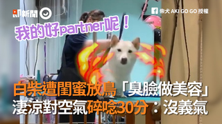 白柴遭閨蜜放鳥「臭臉做美容」 淒涼對空氣碎唸30分：沒義氣