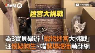 為3寶貝舉辦「寵物迷宮大挑戰」　汪懷疑狗生、喵開場爆衝萌翻網