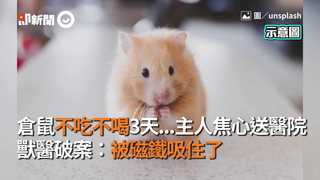 倉鼠不吃不喝3天…主人焦心送醫院　獸醫破案：被磁鐵吸住了