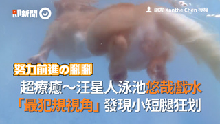 超療癒～汪星人泳池悠哉戲水「最犯規視角」發現小短腿狂划