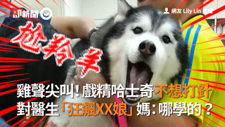 雞聲尖叫！戲精哈士奇不想打針 對醫生「狂飆XX娘」媽：哪學的？