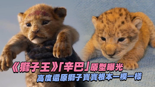 《獅子王》「辛巴」原型曝光　高度還原獅子寶寶根本一模一樣