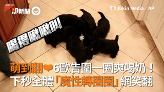 萌到翻❤6歐告圍一圈爽喝奶！  下秒全體「魔性轉圈圈」網笑翻