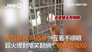 大白鵝vs.叫囂柴互看不順眼超火爆對嗆笑翻網根本合唱XD