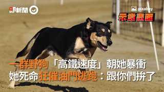 一群野狗「高鐵速度」朝她暴衝　她死命狂催油門逃跑：跟你們拚了