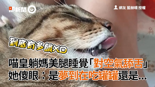 喵皇躺媽美腿睡覺「對空氣舔舌」 她傻眼：是夢到在吃罐罐還是...