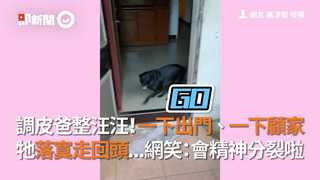 調皮爸整汪汪！一下出門、一下顧家  牠落寞走回頭...網笑：會精神分裂啦