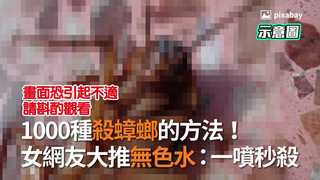 1000種殺蟑螂的方法！　 女網友大推無色水：一噴秒殺