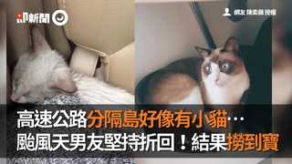 高速公路分隔島好像有小貓…　 颱風天男友堅持折回！結果撈到寶