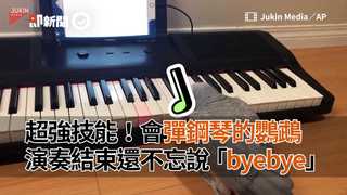 超強技能！會彈鋼琴的鸚鵡　演奏結束還不忘說「byebye」