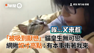 「被吸到厭世」貓皇生無可戀...　網揪奴才亮點：有本事衝著我來