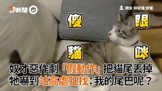 奴才惡作劇「假動作」把貓尾丟掉　牠嚇到站高處狂找：我的尾巴呢？
