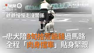 忠犬陪8旬拾荒爺爺過馬路　全程「肉身擋車」貼身緊跟