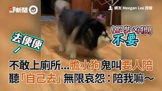 不敢上廁所...膽小狗鬼叫要人陪 聽「自己去」無限哀怨：陪我嘛～