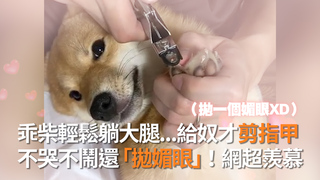 乖柴輕鬆躺大腿...給奴才剪指甲　不哭不鬧還「拋媚眼」！網超羨慕