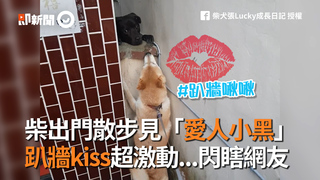 柴出門散步見「愛人小黑」　趴牆kiss超激動...閃瞎網友