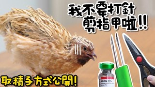 《倉鼠人》雞健康檢查！看過雞打疫苗、剪嘴、剪指甲、取精子嗎？