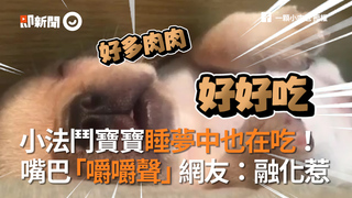 小法鬥寶寶睡夢中也在吃！　嘴巴「嚼嚼聲」網友：融化惹