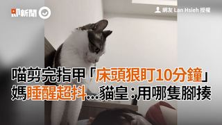 喵剪完指甲「床頭狠盯10分鐘」媽睡醒超抖...貓皇：用哪隻腳揍