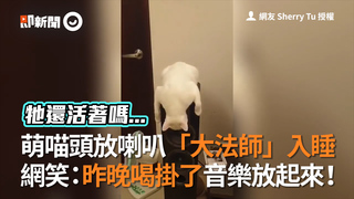 萌喵頭放喇叭「大法師」入睡　 網笑：昨晚喝掛了音樂放起來！