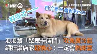 浪浪幫「聚眾卡店門」吹免費冷氣　網狂讚店家超佛心：一定會狗來富