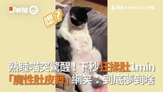 熟睡喵突驚醒！下秒狂揉肚1min 「魔性肚皮舞」網笑：到底夢到啥