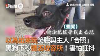 以為出來玩笑臉與主人「合照」　黑狗下秒遭丟收容所！害怕狂抖