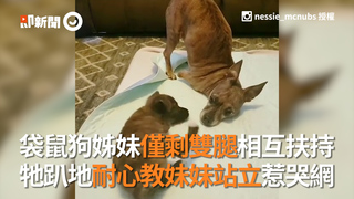 袋鼠狗姊妹僅剩雙腿不悲傷  牠趴地耐心教妹妹站立惹哭網