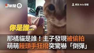 那橘貓是誰！主子發現被偷拍　萌萌饅頭手狂撥突驚嚇「倒彈」